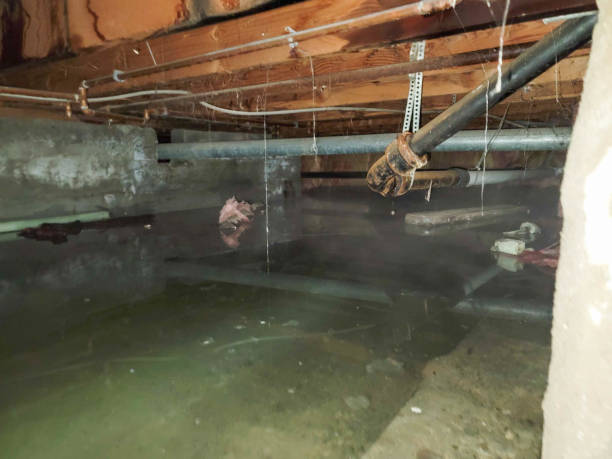Best Mold removal after water damage  in Zelienople, PA