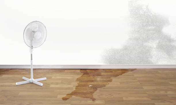 Best Carpet water damage restoration  in Zelienople, PA